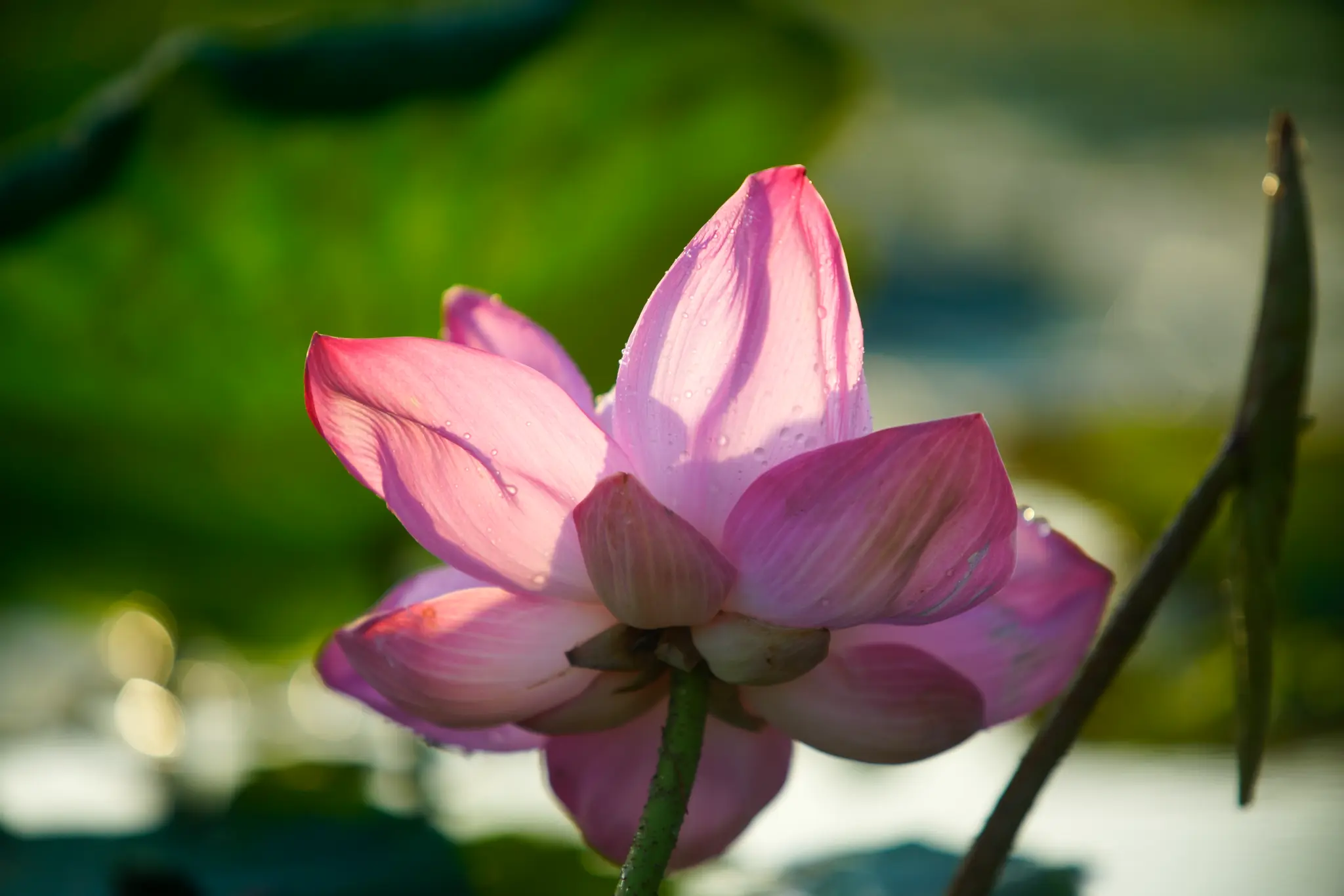 Pink lotus flower in sunlight